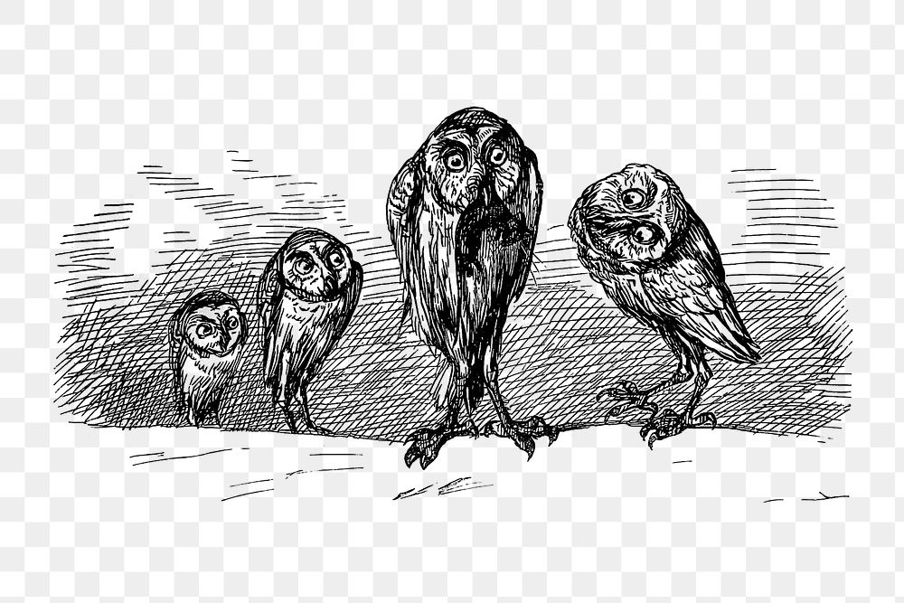 PNG Drawing of owls, transparent background