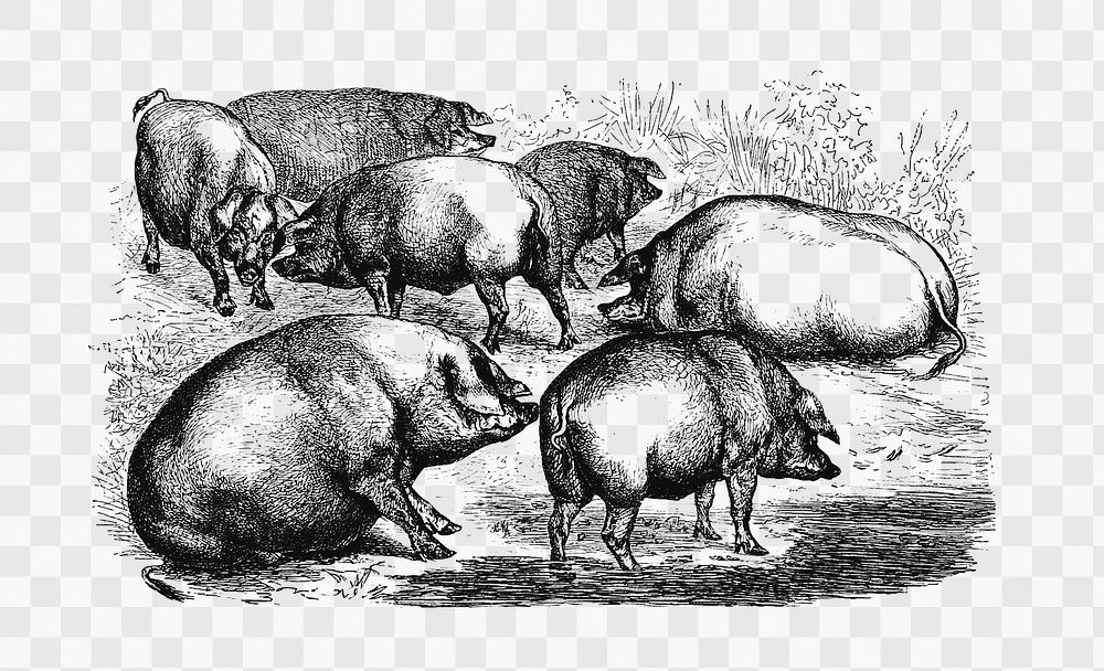 PNG Drawing of pigs, transparent background