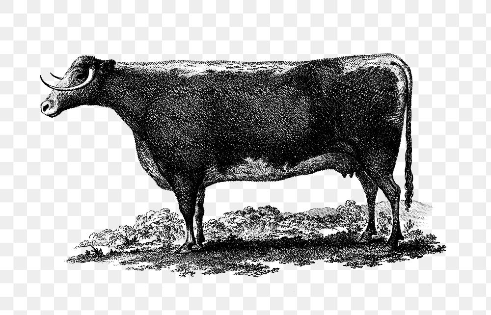 PNG Vintage cow illustration, transparent background