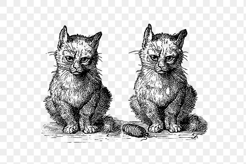 PNG Vintage Victorian style cats engraving, transparent background
