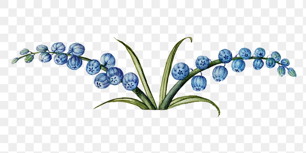 Grape hyacinth flower png element