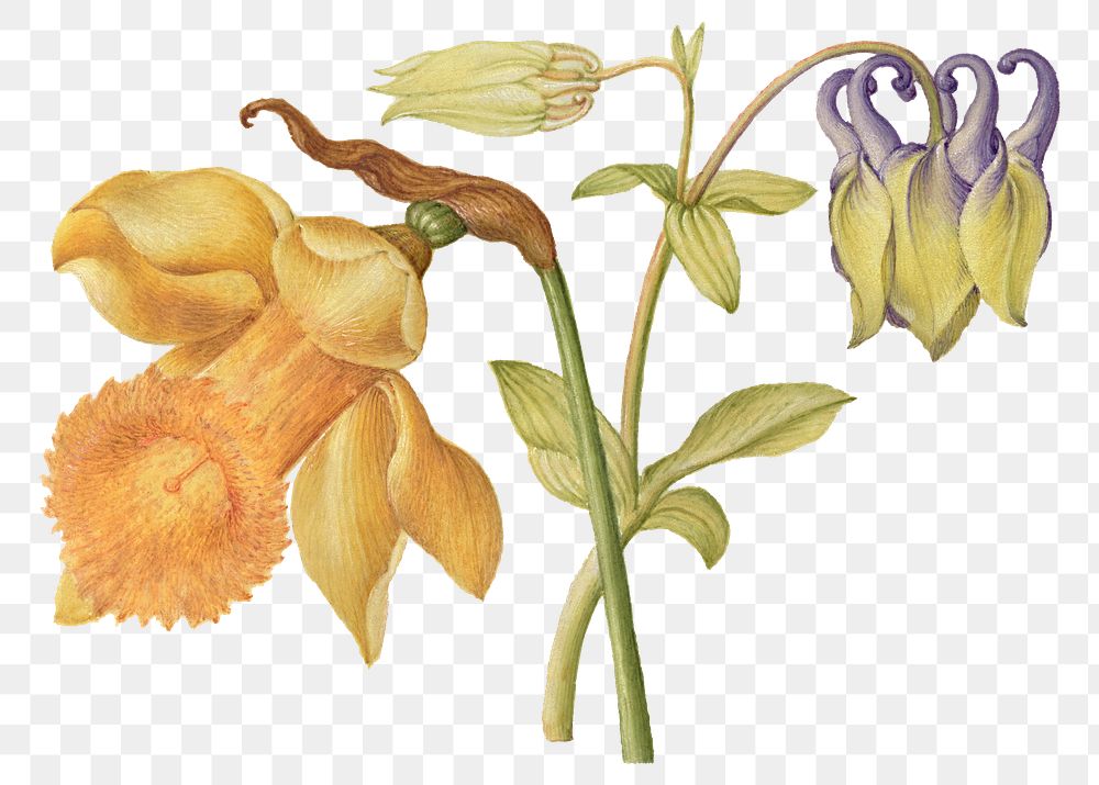 Png daffodil and columbine flower hand drawn element