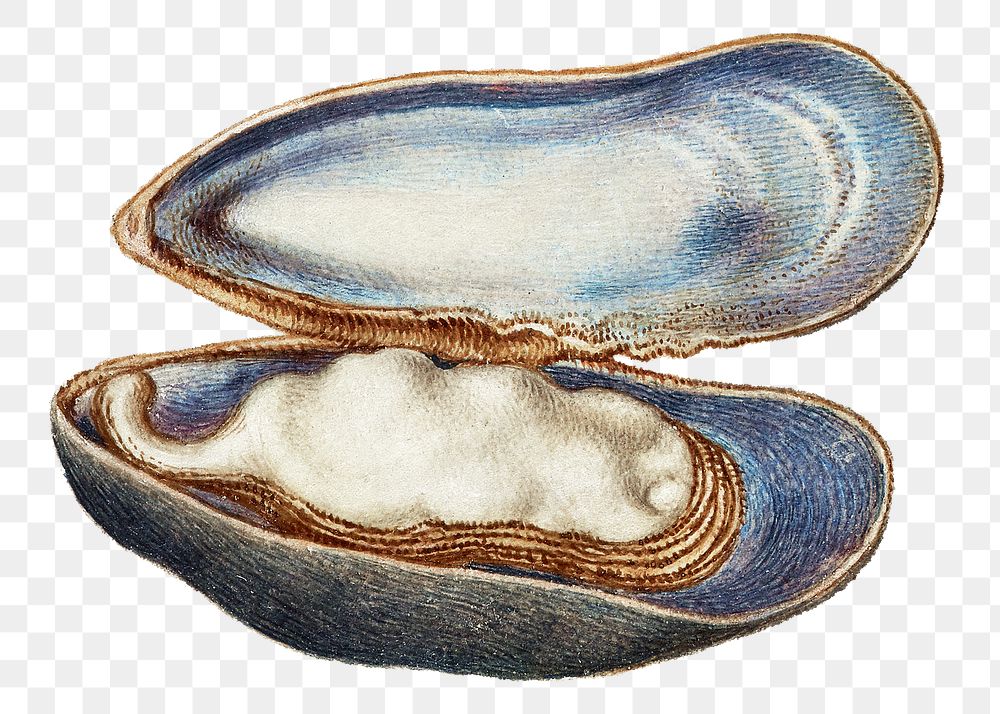 Hand drawn mussels seashell png