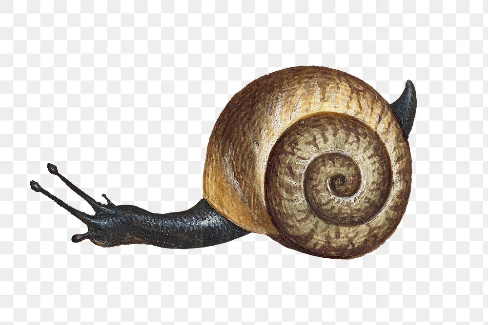 Hand drawn snail png transparent background 