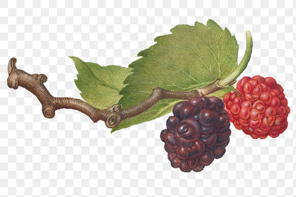 Blackberry fruit png hand drawn