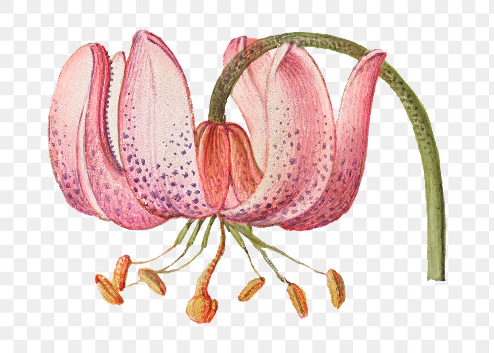 Martagon lily flower png botanical illustration