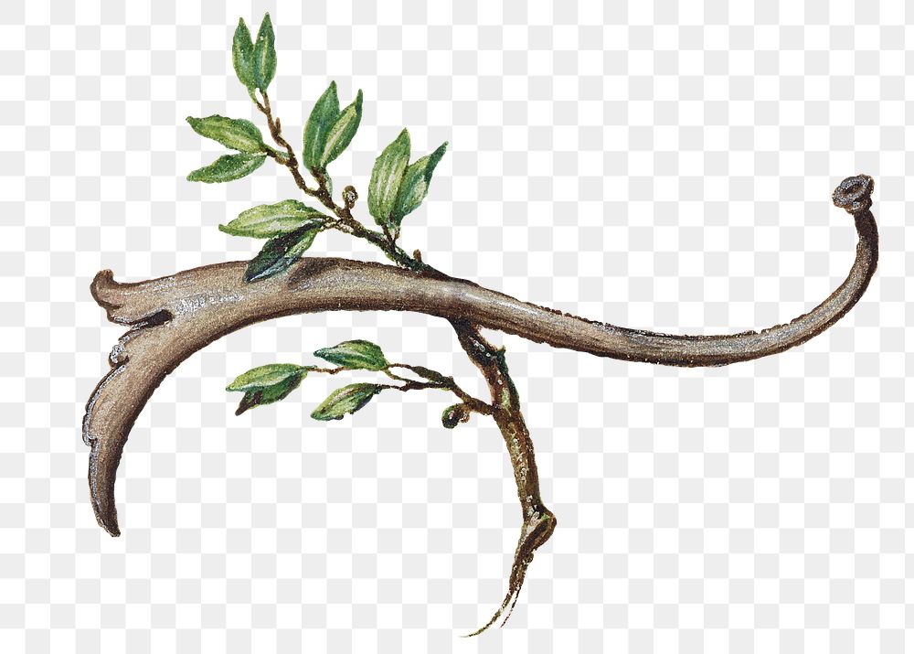 Botanical twig with green leaves png
