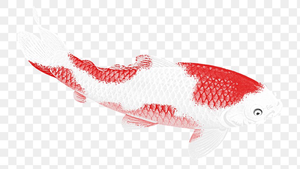 White and red koi fish illustration