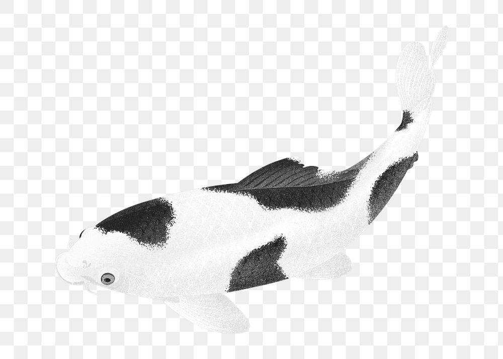 Carp fish with black and white patches design element 