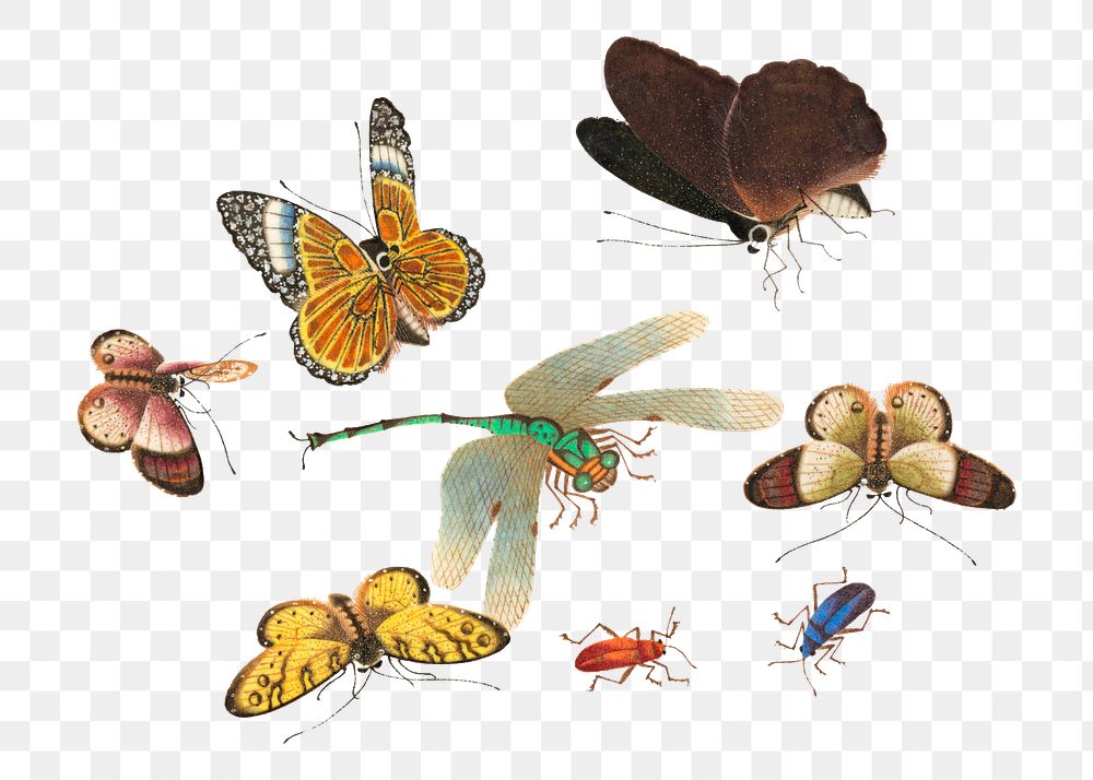 Png butterflies and insects vintage drawing set