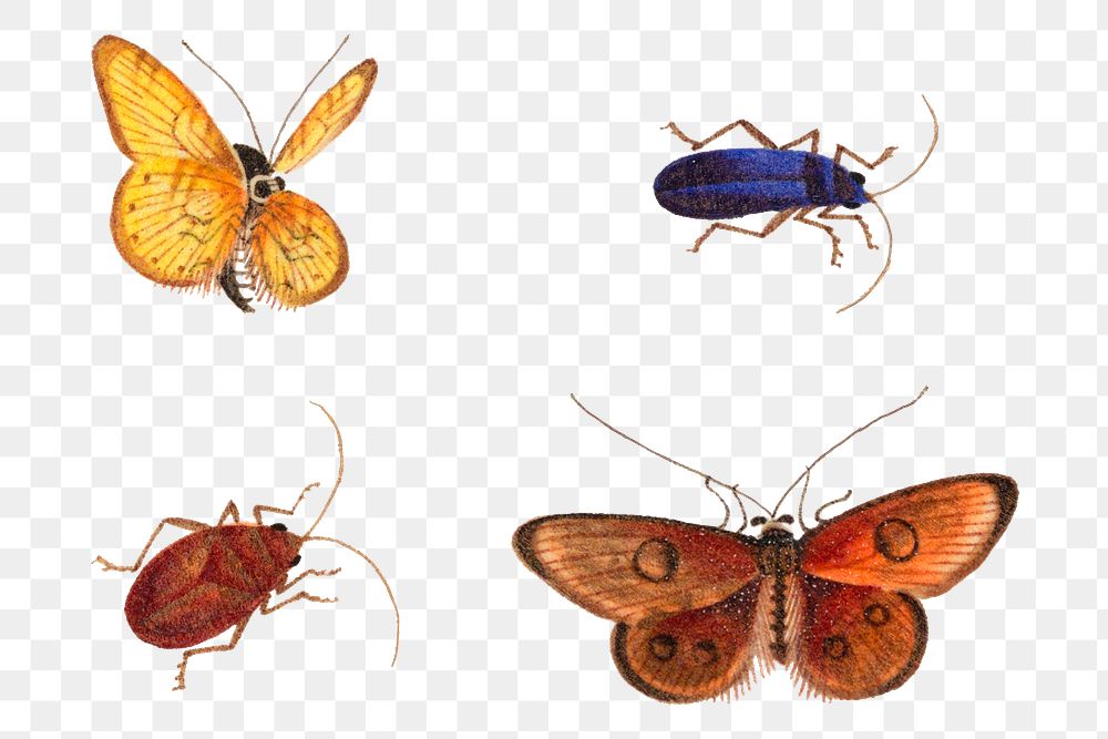 Png butterfly, moth and bugs vintage drawing collection