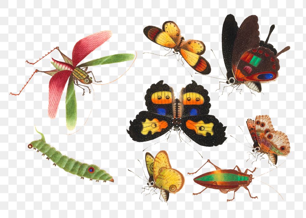 Png butterflies, grasshopper, caterpillar and bug vintage illustration set