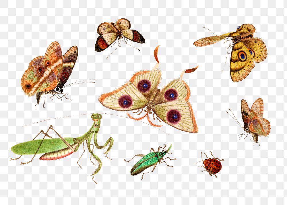 Png butterfly, moth, mantis and bug vintage drawing collection