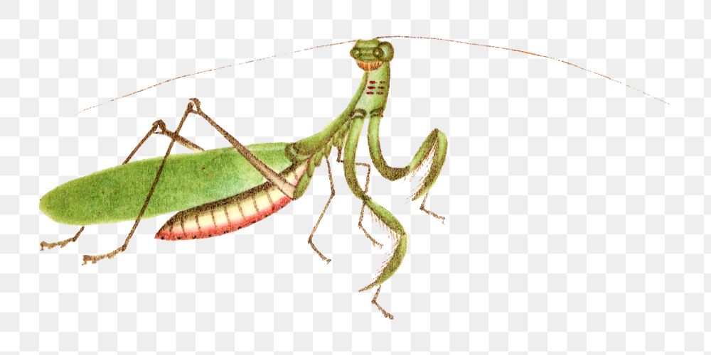 Green praying mantis png vintage illustration