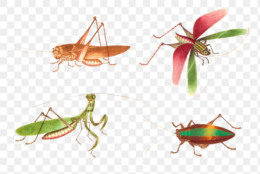Png Grasshoppers, mantis and bug vintage drawing collection