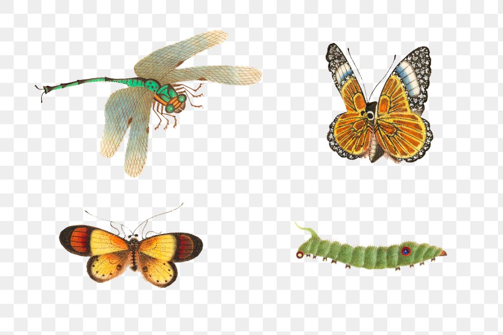 Png butterflies, dragonfly and caterpillar vintage illustration set