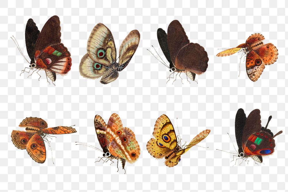 Moth and butterfly vintage drawing collection png