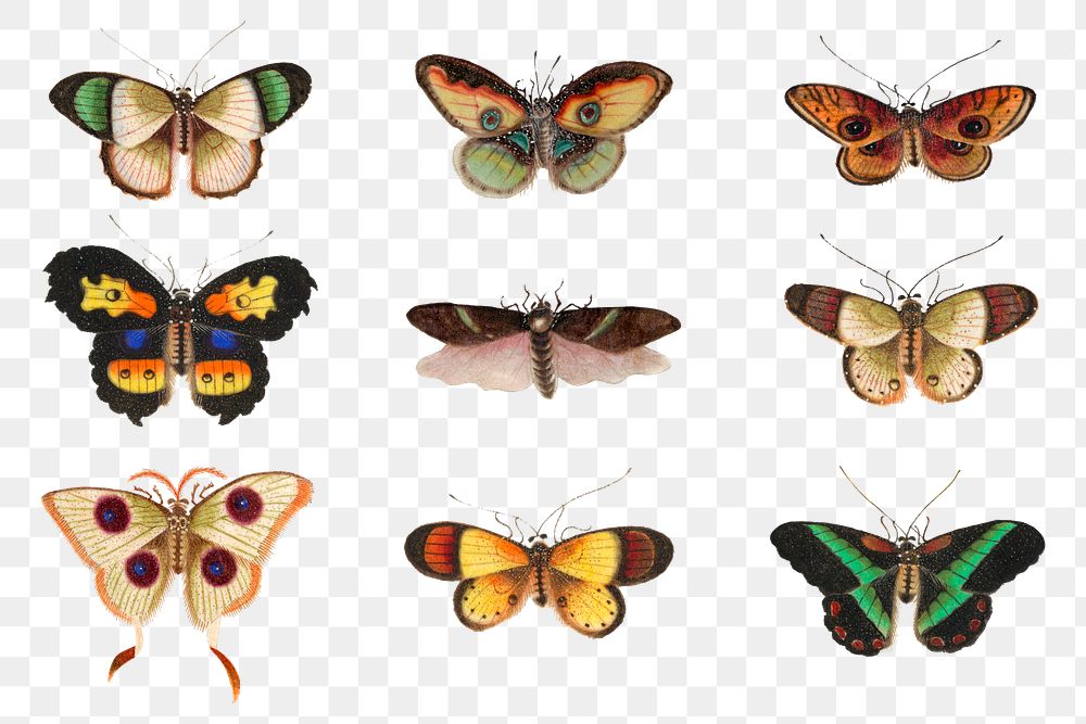 Moths and butterflies png vintage illustration set