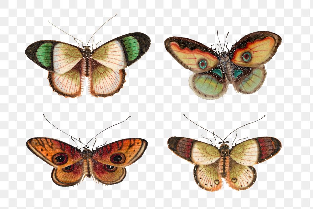 Png green butterflies and moth png vintage illustration set