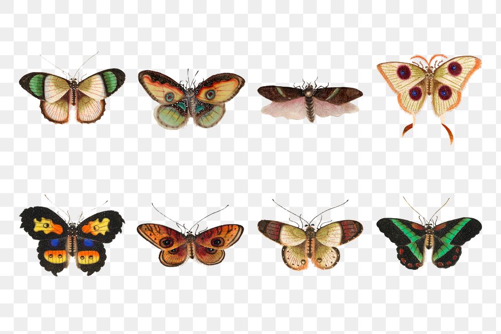 Colorful butterflies and moths insects png vintage illustration set
