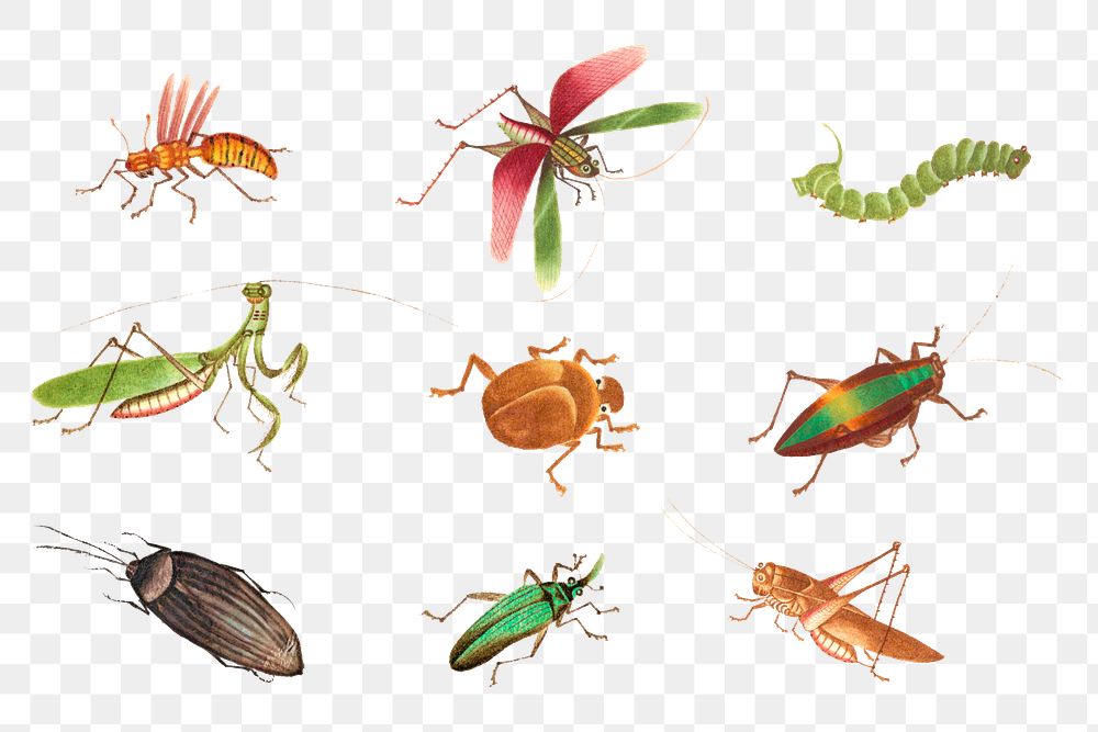 Png insect vintage illustration set