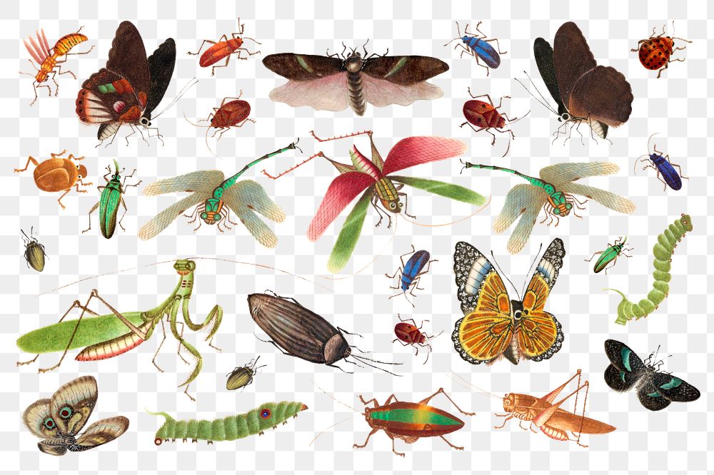 Butterflies, grasshoppers and insects vintage drawing png collection