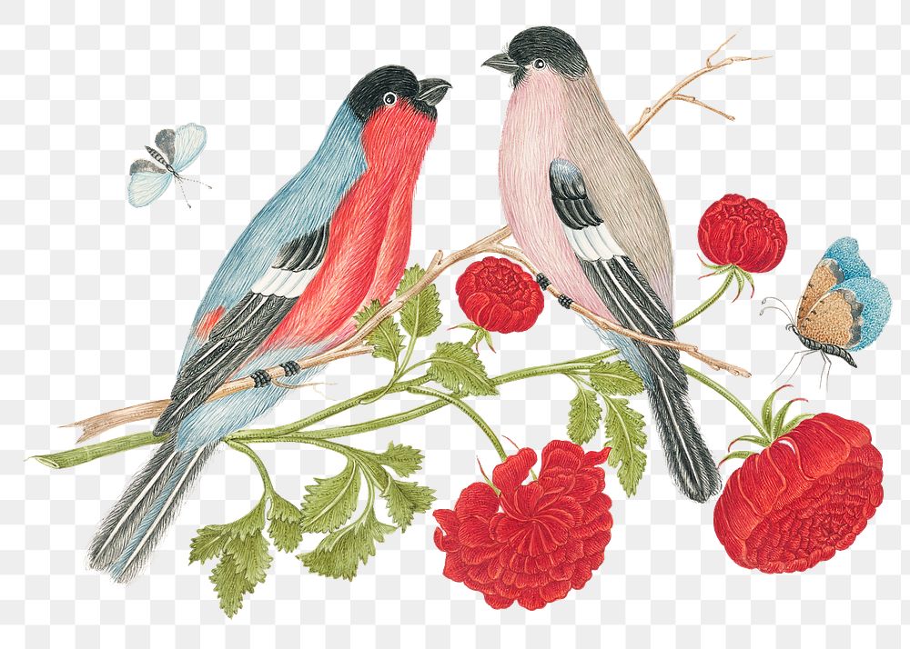 Vintage birds and flowers png illustration, remixed from the 18th-century artworks from the Smithsonian archive.