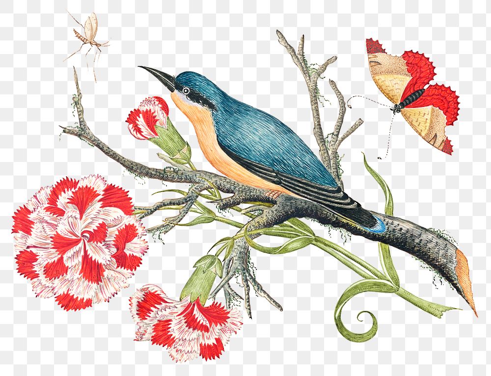 Blue bird on carnations png branch, remixed from the 18th-century artworks from the Smithsonian archive.