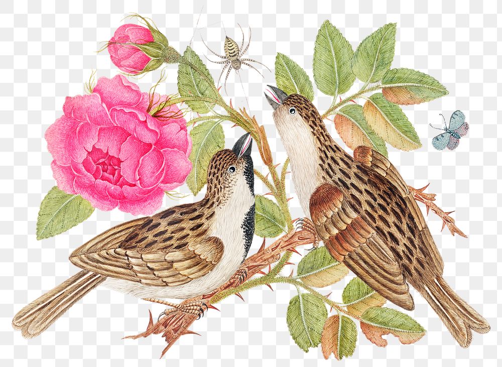 Vintage birds and roses png illustration, remixed from the 18th-century artworks from the Smithsonian archive.