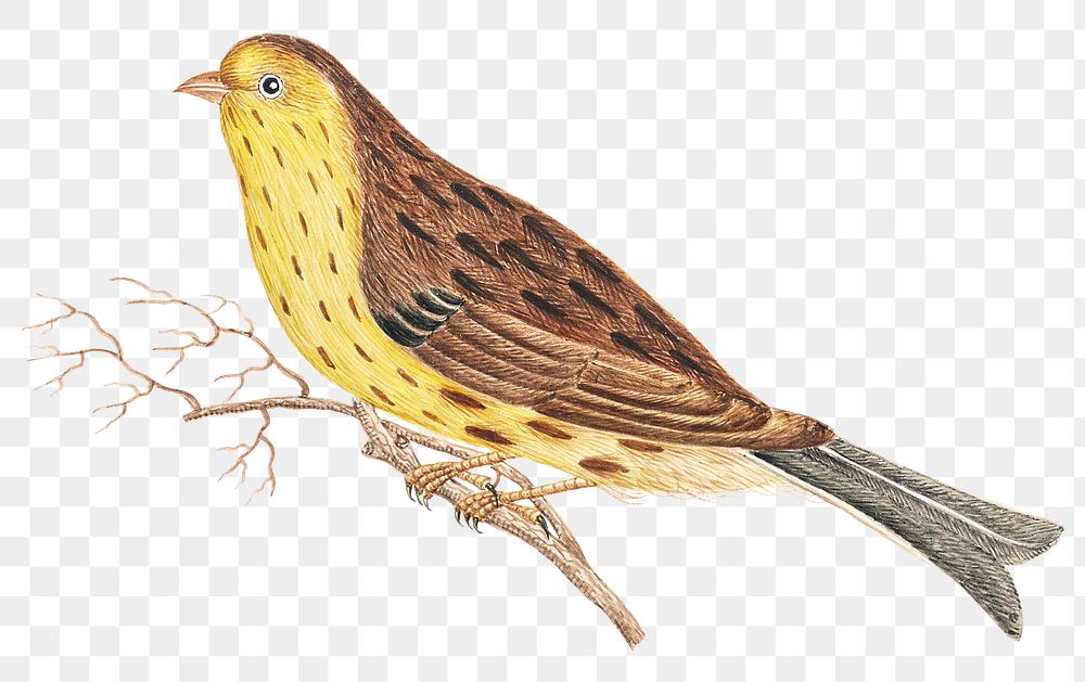 Png brown and yellow bird on a twig, remixed from the 18th-century artworks from the Smithsonian archive.