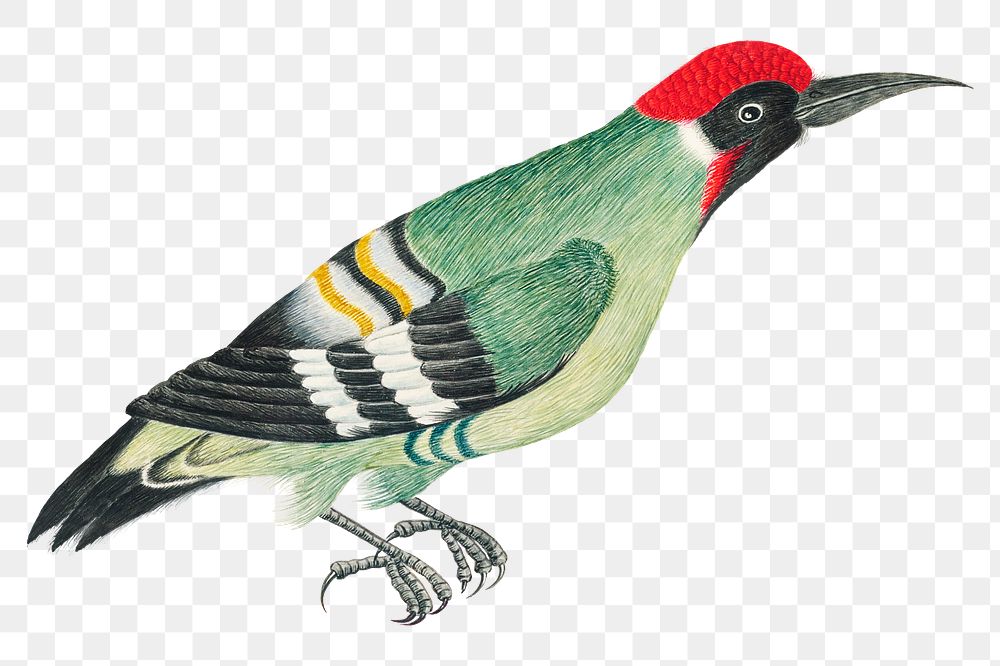 Vintage woodpecker png illustration, remixed from the 18th-century artworks from the Smithsonian archive.