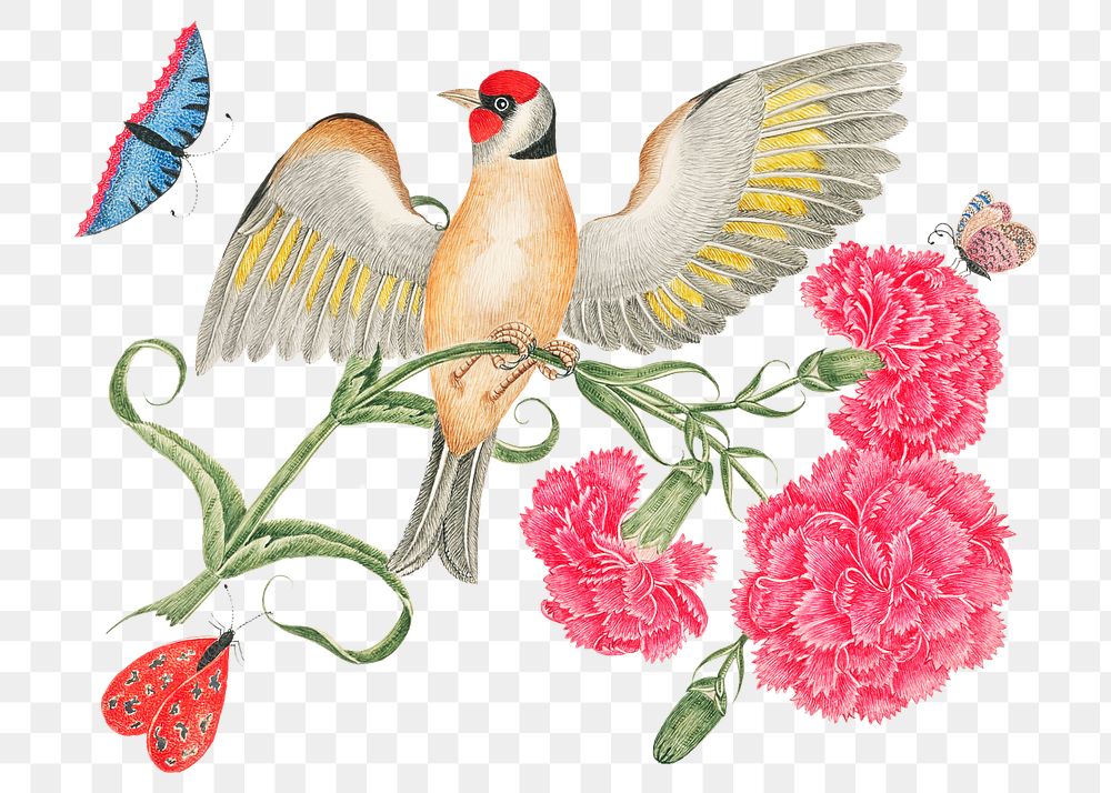 Vintage bird and carnations png illustration, remixed from the 18th-century artworks from the Smithsonian archive.