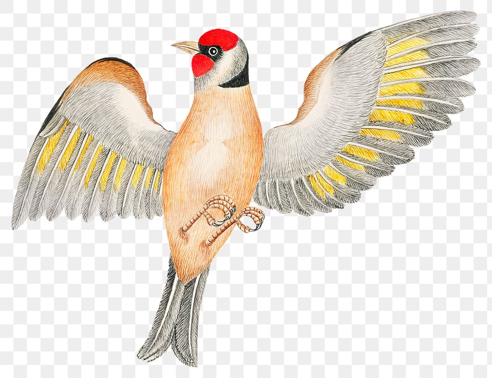 Brown bird png, remixed from the 18th-century artworks from the Smithsonian archive.