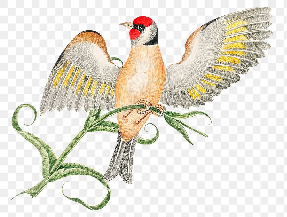 Brown bird on a branch png, remixed from the 18th-century artworks from the Smithsonian archive.