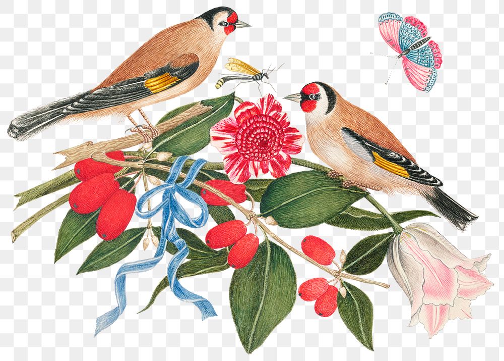 Vintage birds and berries png illustration, remixed from the 18th-century artworks from the Smithsonian archive.