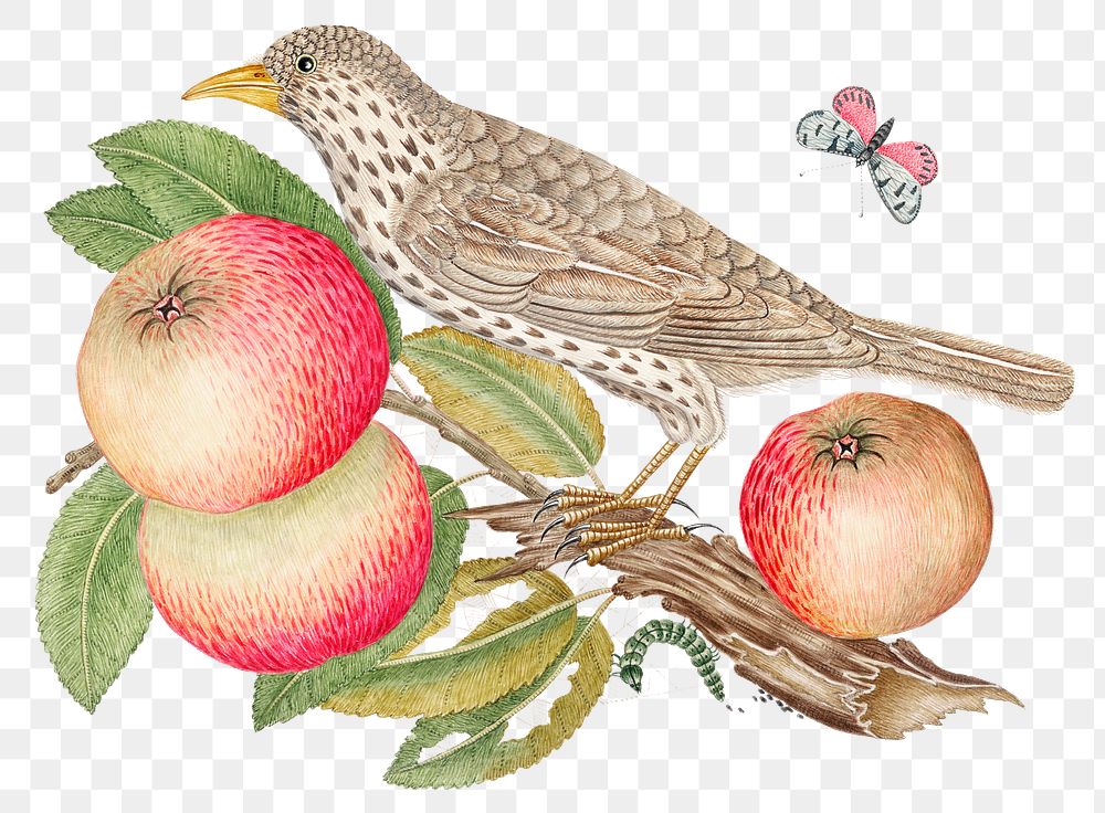 Vintage bird and apples png illustration, remixed from the 18th-century artworks from the Smithsonian archive.