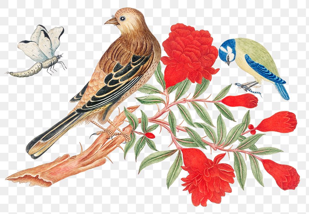 Vintage birds and red blossoms png illustration, remixed from the 18th-century artworks from the Smithsonian archive.