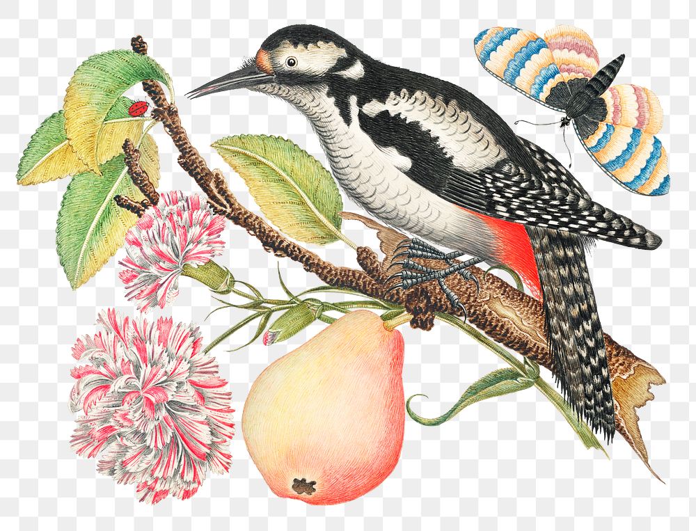 Vintage bird, pear and blossoms png illustration, remixed from the 18th-century artworks from the Smithsonian archive.