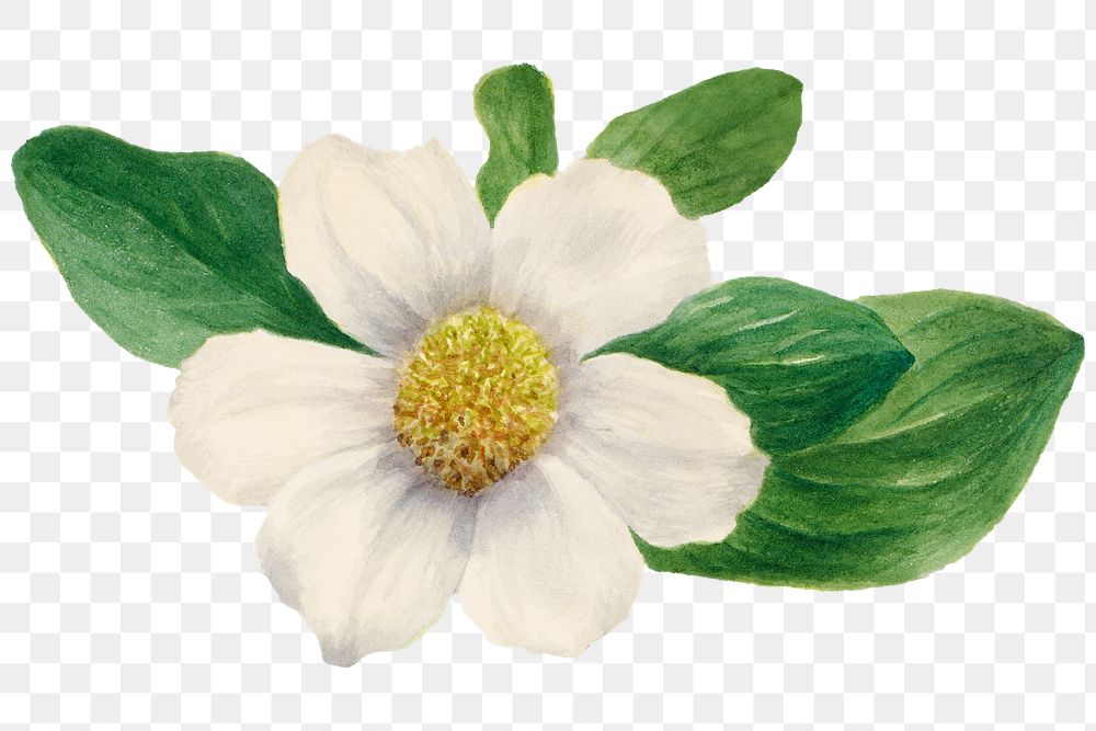 White Pacific dogwood blossom png illustration hand drawn