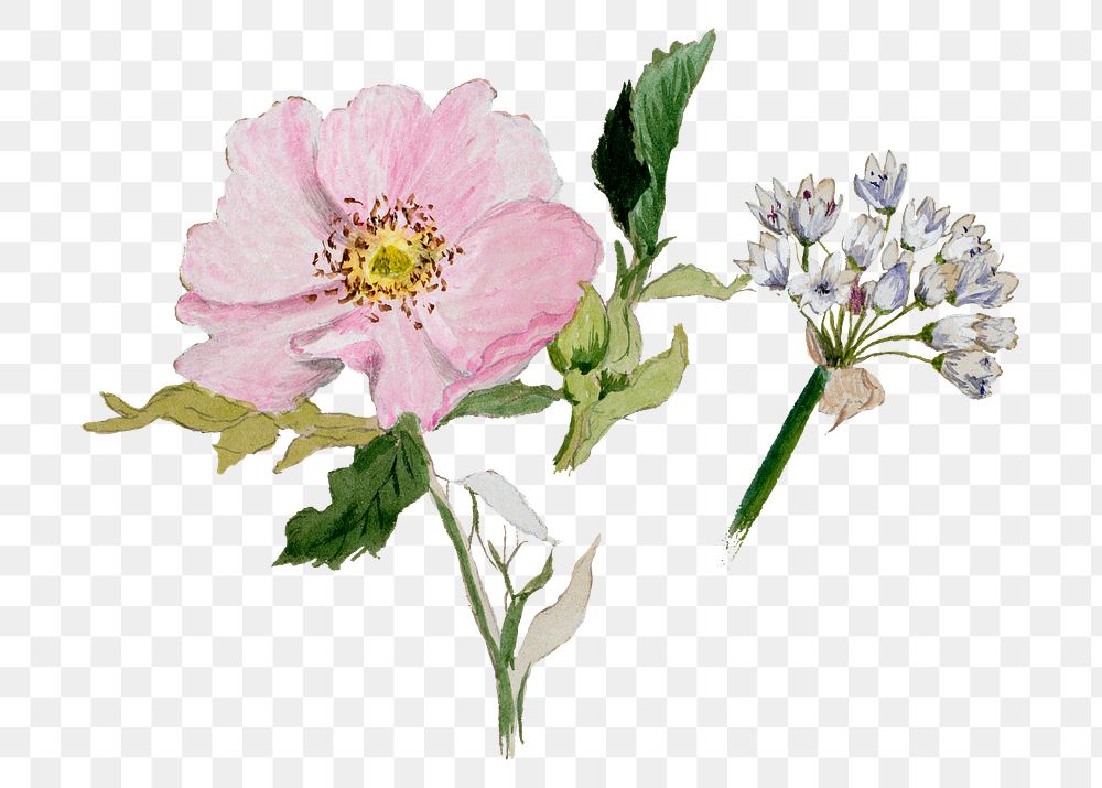 Pink and white flowers png botanical illustration watercolor