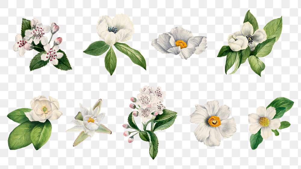 White wild flower png botanical illustration set, remixed from the artworks by Mary Vaux Walcott