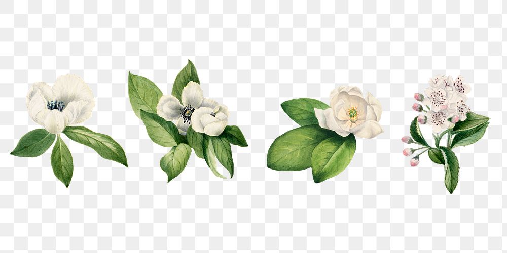 White flower botanical png illustration set, remixed from the artworks by Mary Vaux Walcott