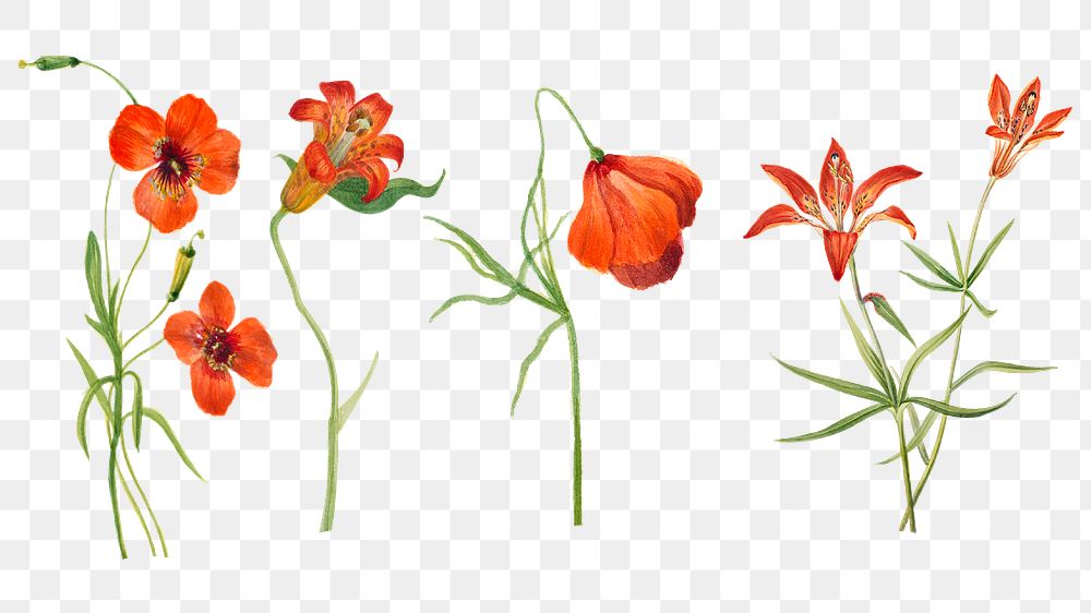 Vintage small tiger lily flower png illustration floral drawing set, remixed from the artworks by Mary Vaux Walcott