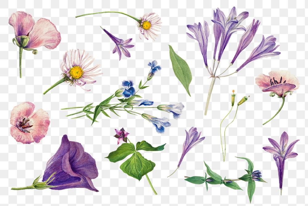 Purple wild plants set png illustration