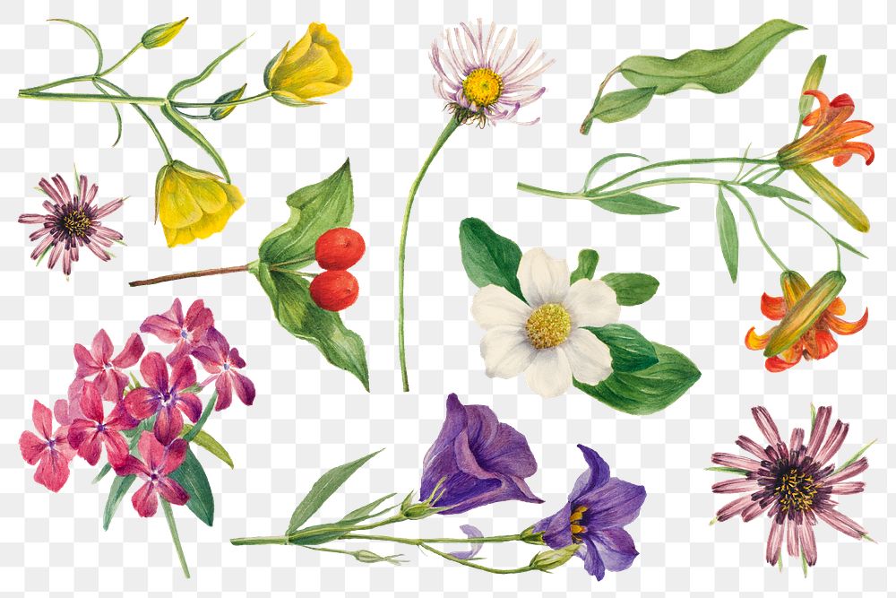 Colorful blooming flowers botanical illustration set, remixed from the artworks by Mary Vaux Walcott