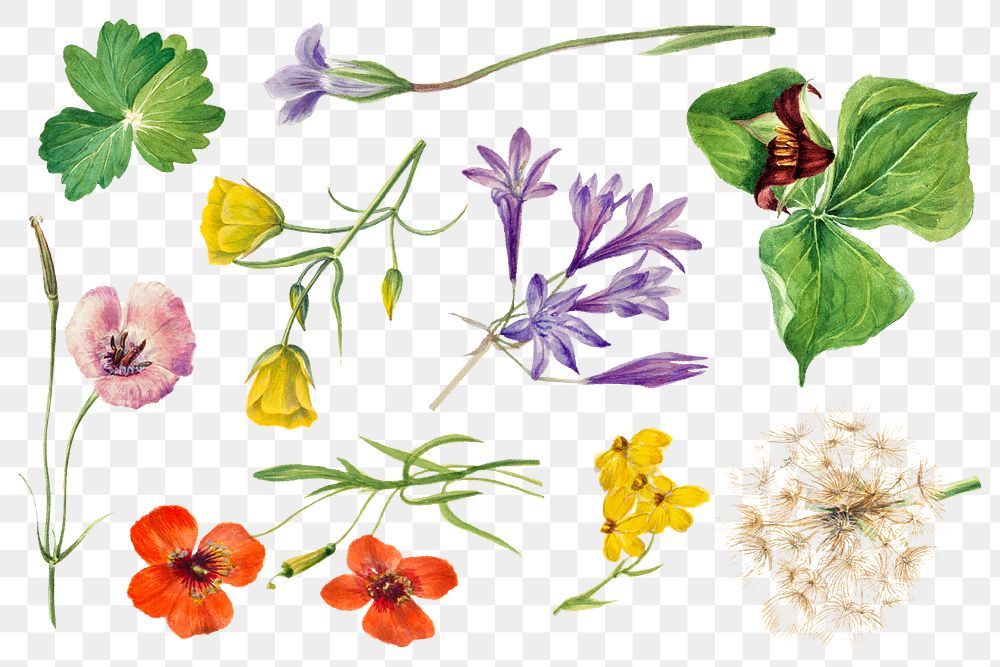 Png blooming wild flowers vintage illustration set, remixed from the artworks by Mary Vaux Walcott