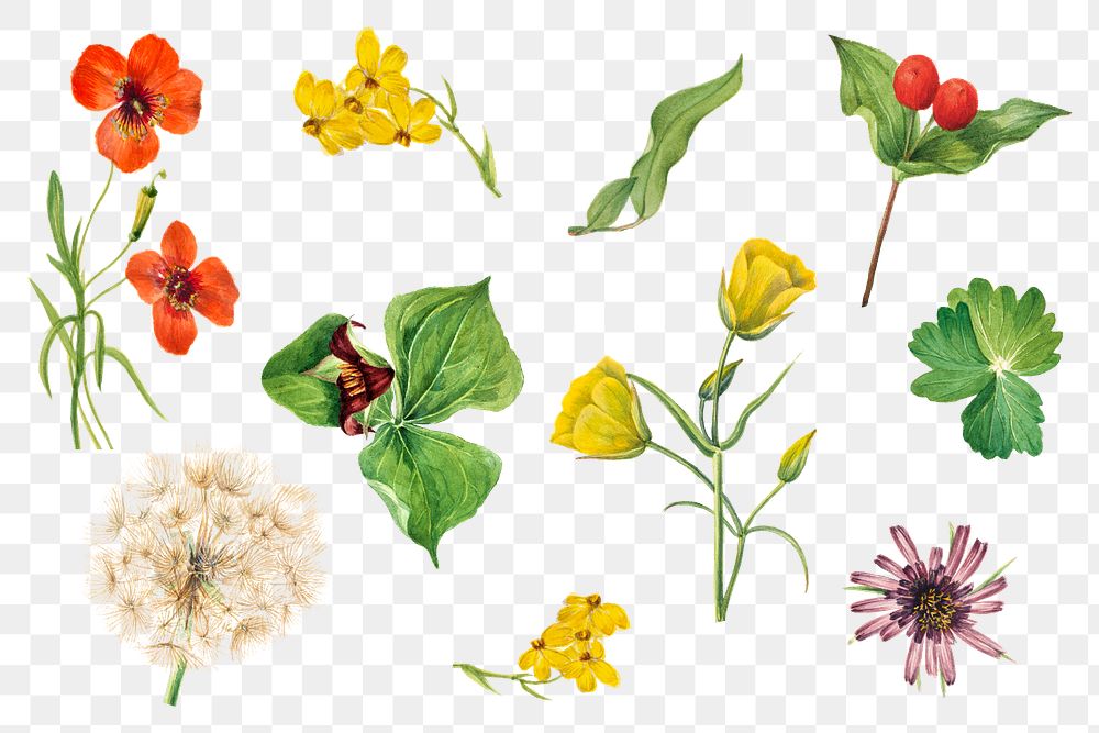 Colorful png blooming floral illustration set, remixed from the artworks by Mary Vaux Walcott