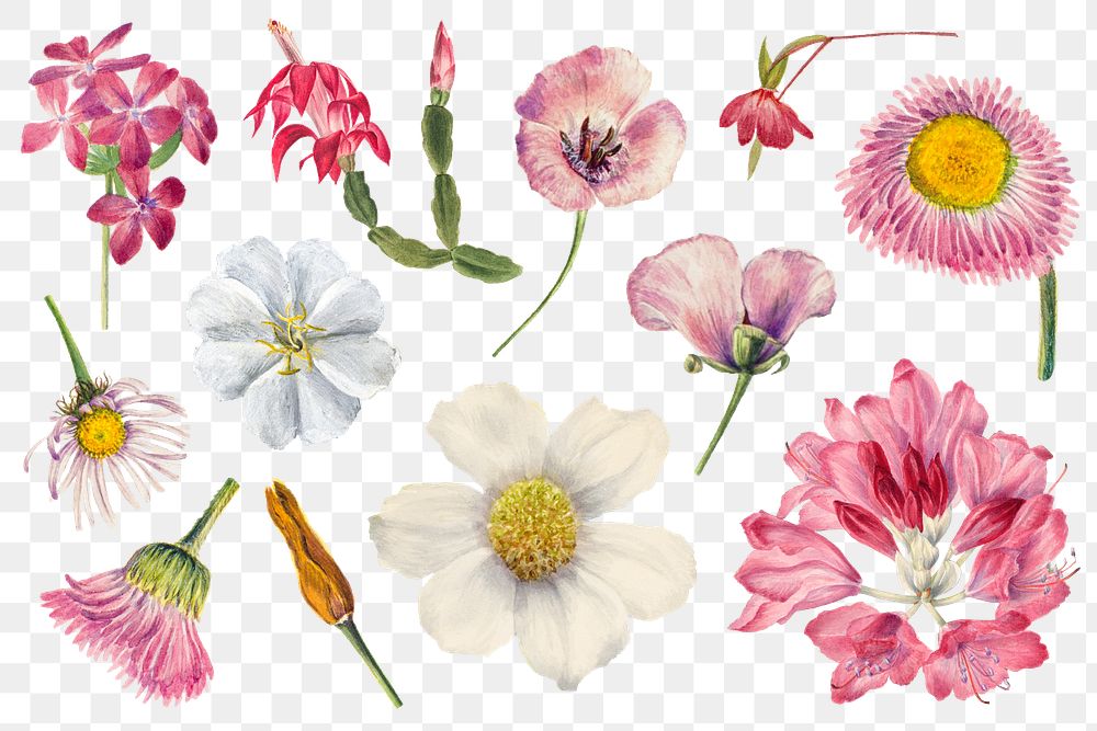 Hand drawn pink png wild flowers botanical illustration set