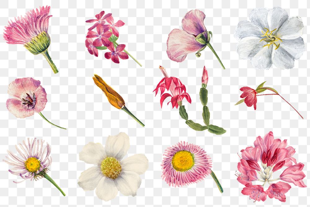 Hand drawn pink flowers png botanical illustration set, remixed from the artworks by Mary Vaux Walcott