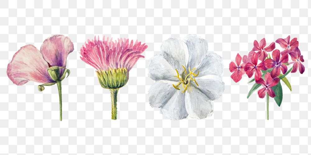 Blooming wild flowers png hand drawn floral illustration set, remixed from the artworks by Mary Vaux Walcott
